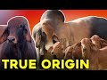 This is the TRUE ORIGIN of the Brahman Race