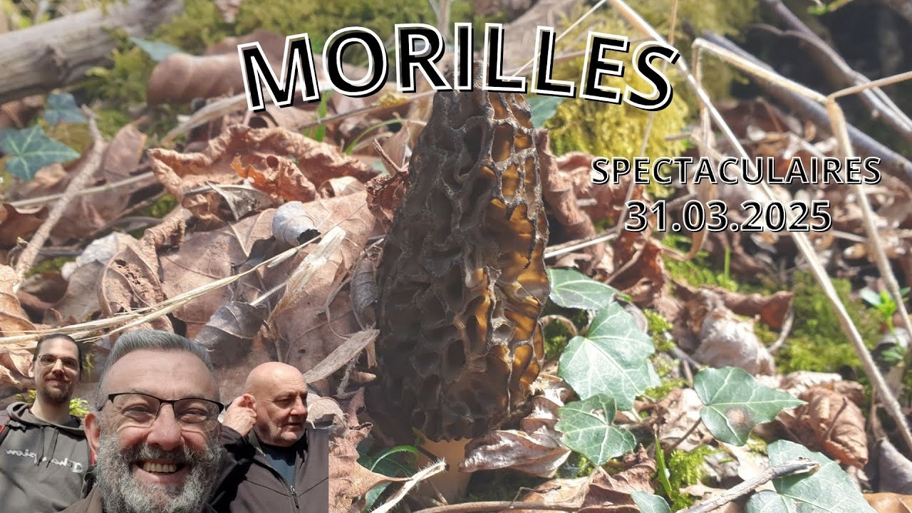 𝐌𝐎𝐑𝐈𝐋𝐋𝐄𝐒 𝐂𝐎𝐍𝐈𝐐𝐔𝐄𝐒 𝐒𝐏𝐄𝐂𝐓𝐀𝐂𝐔𝐋𝐀𝐈𝐑𝐄𝐒 𝐃𝐄 𝐋𝐎𝐔𝐈𝐒 𝟑𝟏.𝟎𝟑.𝟐𝟎𝟐𝟓