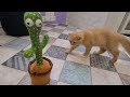 Смешной котенок Персик и кактус с Алиэкспресс🤣😱😺 реакция на игрушку коты приколы