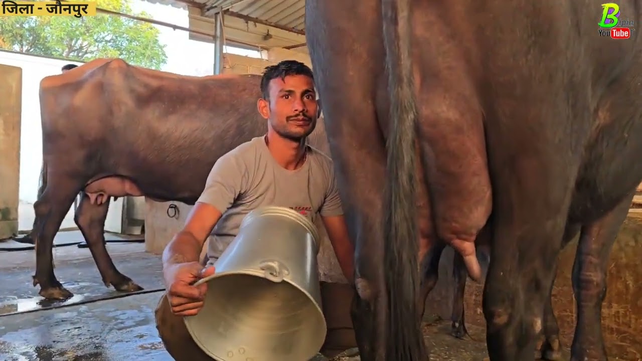 #जौनपुर जिला वाले डेयरी फार्म में ताजी ब्याई हुई दुधारू मुर्रा #भैंस बिकाऊ है | Buffalo for Sale