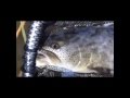 街中で釣れてしまった伝説の魚 イトウ 豊平川