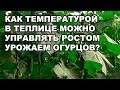 Как температурой в теплице можно управлять ростом и урожаем огурцов? (01-10-2018)