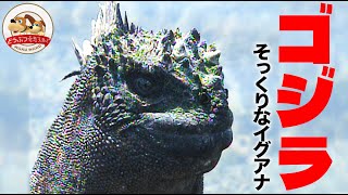衝撃】ガラパゴス諸島にはゴジラそっくりの海に潜るイグアナがいた