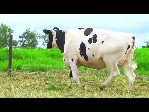 LOTE 76 RICCA THEA 7039 ASPECT