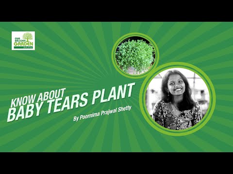 Video: Senecio Wax Ivy Plants: Tìm hiểu về cách chăm sóc cây thường xuân bằng sáp nhiều loại