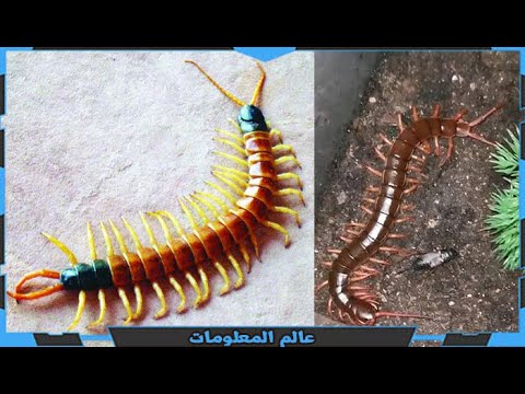 حشرة ام اربعة واربعين وعدد ارجلها الحقيقي تنشط ليلا و لدغتها سامة ولكن عالم المعلومات