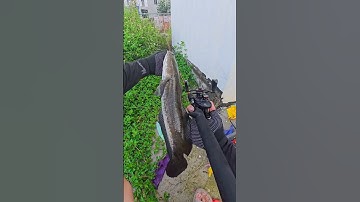 Cá lóc siêu to 1,2kg #fishing #lurefishing #lure