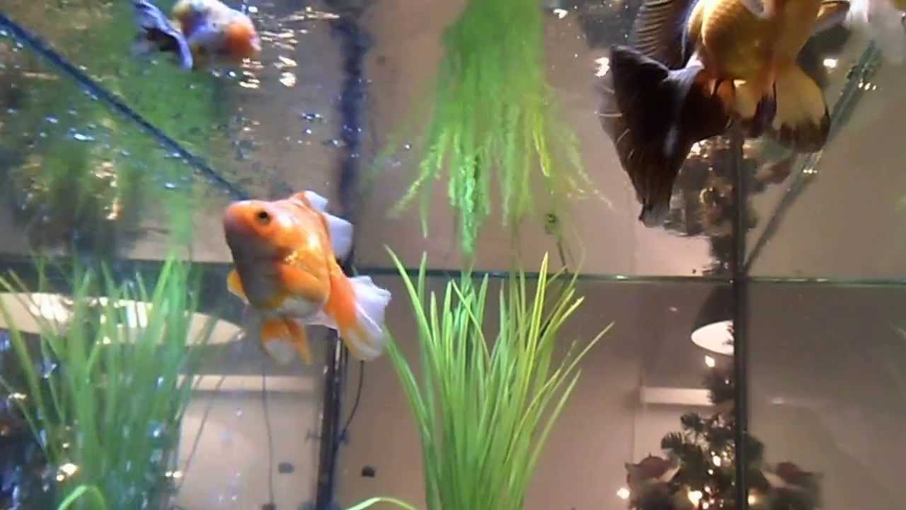 Fancy goldfish YouTube