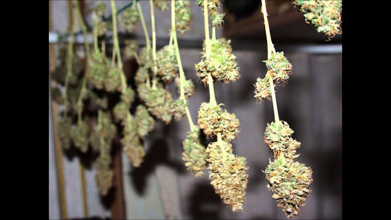 Collie Buddz - Old Times Sake