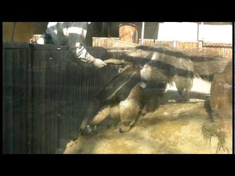 video phone beyonce mp3 オオアリクイ親子、お食事中Giant ant-eater parente and child meal hour