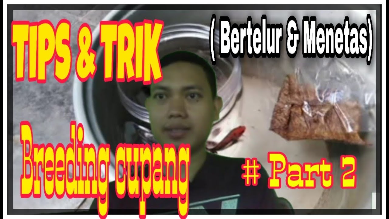 Cara lengkap breeding ikang cupang untuk pemula part 2 