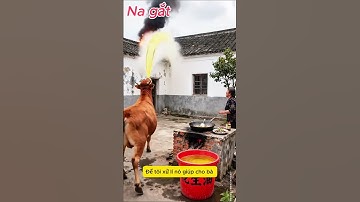 Chú Bò Dũng Cảm dập tắt đám cháy cứu bà cụ đáng thương khỏi nguy hiểm