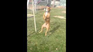 Pitbull On Rope