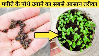 पपीते के पौधे बीज से उगाने का सबसे आसान तरीका || easily grow papaya seeds at home
