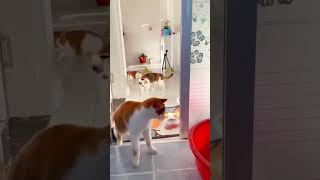 Dog Chaos – Part 2 😂🐶 | It Gets Worse #animalverse #dog #polarbear #viralshorts #funnyanimals #viral