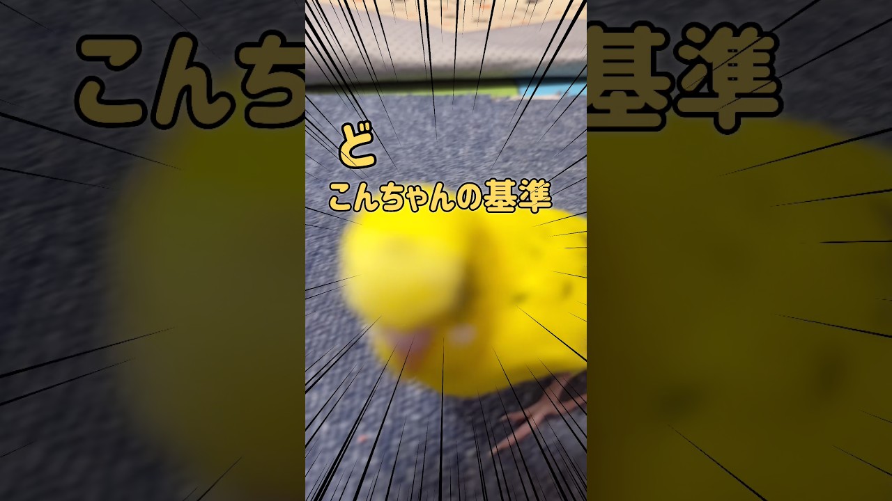 あんたほんまに鳥なのか？