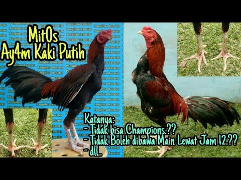 Ayam Jago Kaki Putih