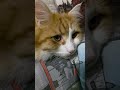 Котик Персик