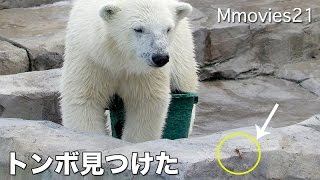 Polar Bear cub ate the dragonfly トンボ食べちゃったこぐま