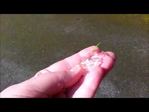 Video: On The Grass In Virginia, They Found Jelly-like Lumps Of A Strange Substance - Alternative View