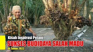 Cerita Sukses Petani Salak Madu, Hasilkan Puluhan Juta Sekali Panen