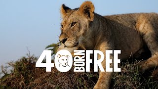 40 years of action for wild animals! by Born Free Foundation 419 views 2 months ago 57 seconds