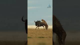 Лучшие прыгуны в мире диких кошек!