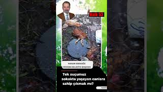 Tek Suçumuz Sokakta Yaşayan Canlara Sahip Çıkmak Mı? Rize İkizdere