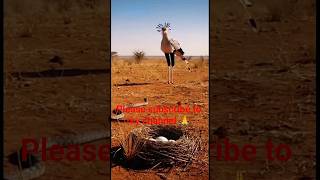 #BirdVsSnake #Rattlesnake #Wildlife #NatureFight #SnakeAttack #WildBird #NatureShorts #YouTubeShorts