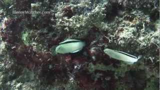 Spawning Fangblennies from Blennywatcher.com