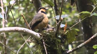 Fruithunter screenshot 1