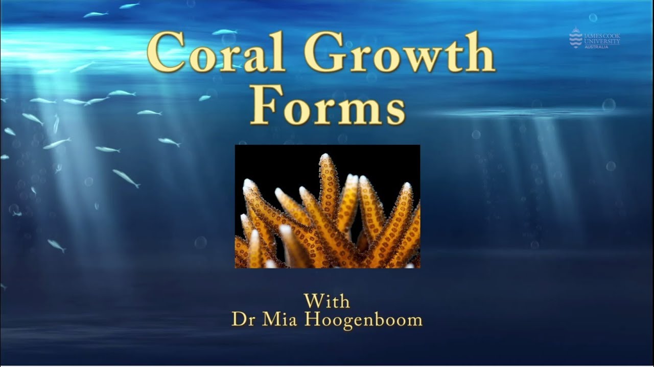 Introduction to coral growth forms JCU Classroom on the Reef YouTube