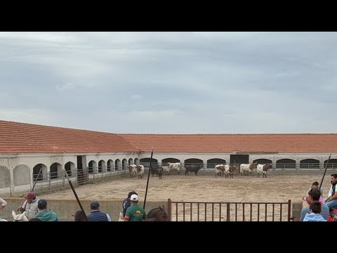 ♥️Olmedo 2026 Encierro y Capea en directo