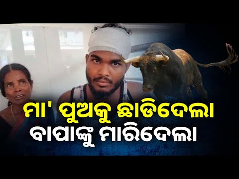 ପୁଅକୁ ଆକ୍ରମଣ କରୁଥିବା ଦେଖି ଟେକା ପକାଇଦେଲେ ବାପା, ଏତିକିରେ ବାପାଙ୍କୁ ମାରିଦେଲା ଷଣ୍ଢ ||Knews Odisha
