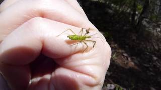Zelus Luridus - Punaise Assassineassassin Bug