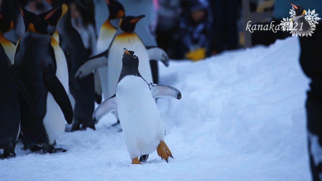 旭山動物園 ペンギン散歩-ジェンツーペンギン43番が参加しました