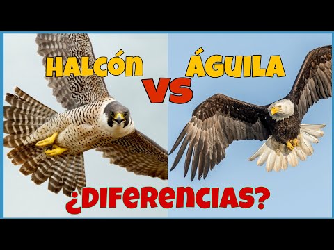 Video: Búho Halcón: descripción y foto