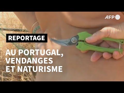 Au Portugal, des naturistes font les vendanges | AFP