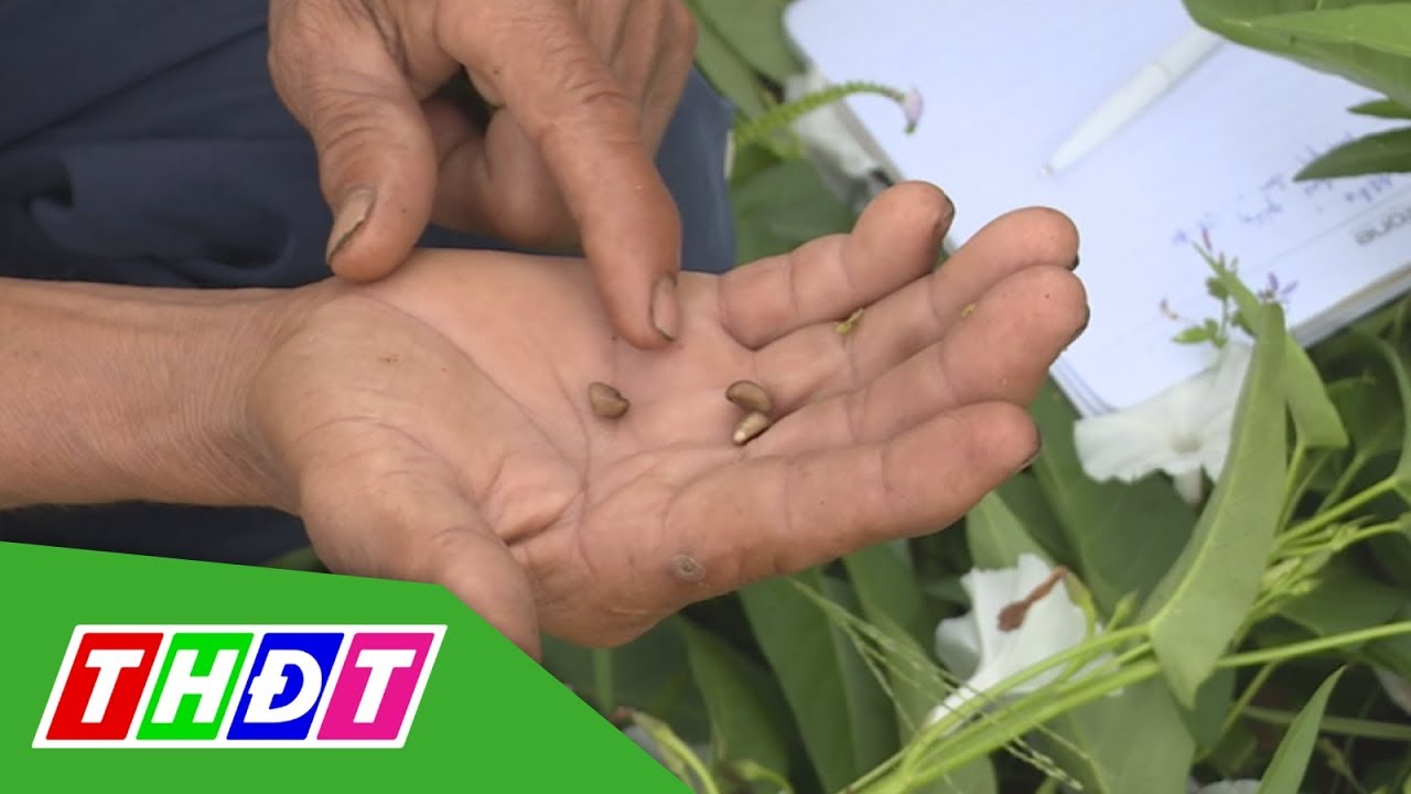 Trồng rau muống lấy hạt ở huyện Cao Lãnh | THDT