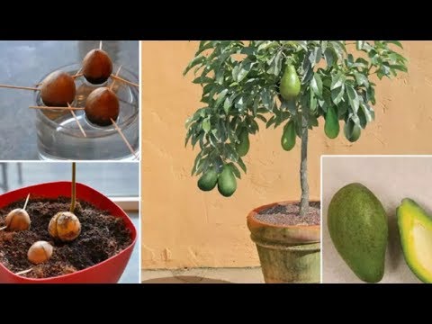 Stop Buying Avocados Here’s How You Can Grow an Avocado Tree in a Small Pot at Home