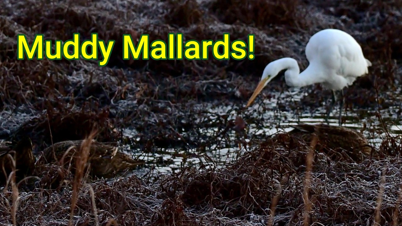 Can You Spot the Ducks in the Mud?