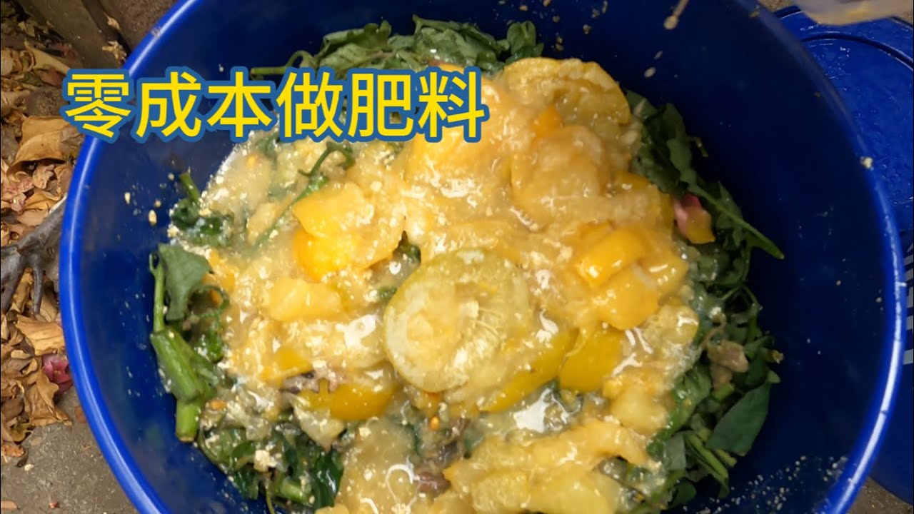 零成本做肥料！5加仑桶做酵素，做底肥做液体肥，一肥两用效率真高！