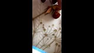 Worms in Almonds from Walmart (2)