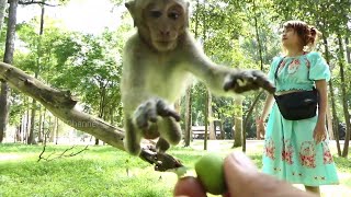 Funny Monkeys With Girl On The Way And Cute Baby Monkey Eating Lotus With Group