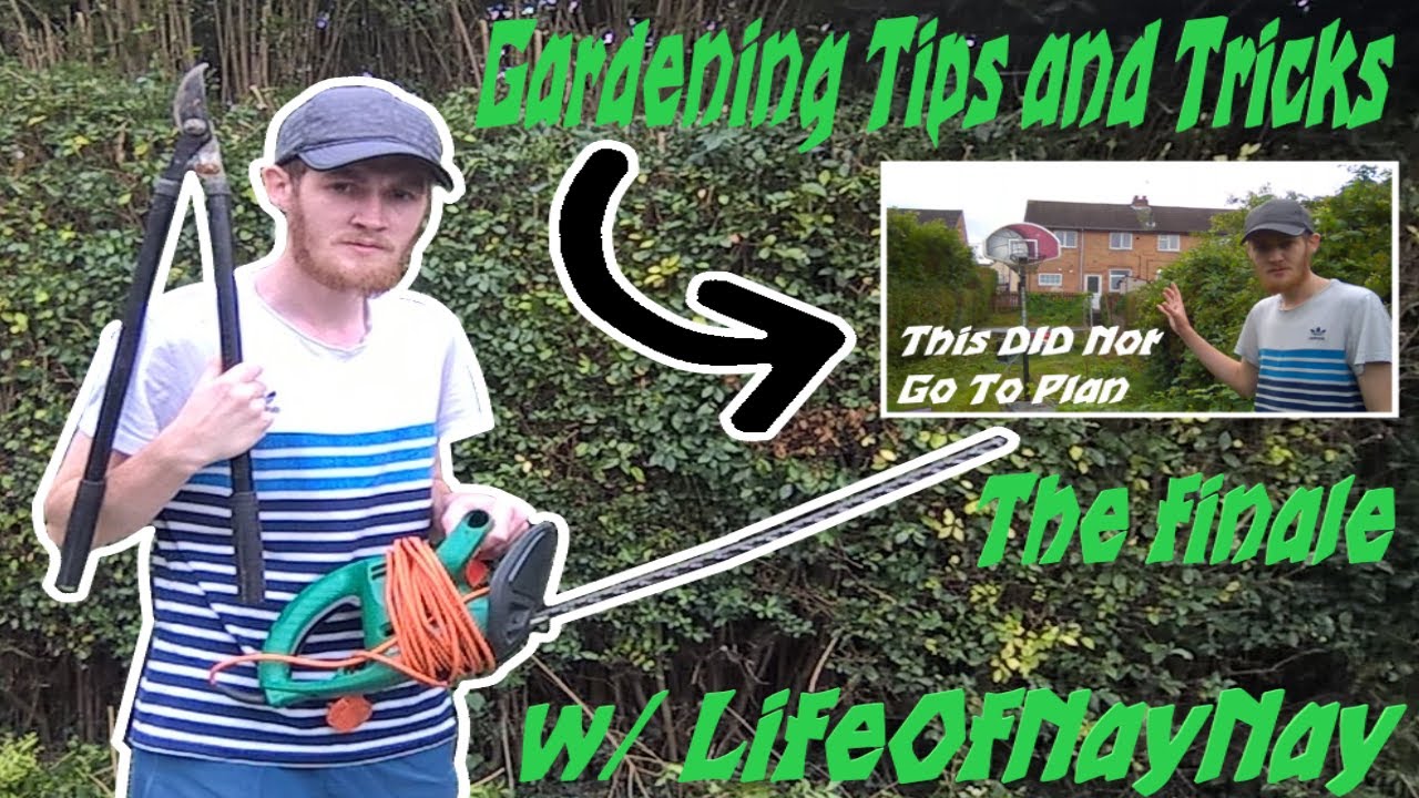 HOW TO CUT YOUR OVERGROWN GARDEN HEDGES AND BUSHES IN LESS THEN A DAY ...