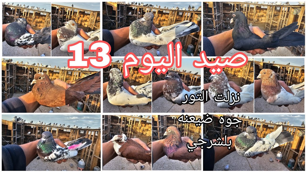 صيد اليوم 13 😘 شباب مشاركه بلكروبات قناتنه الجديده تحياتي ❤️🤍❤️