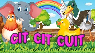 Cit Cit Cuit - Bebek Berenang,Kambing,Sapi dan Ayam Lucu / Lagu Anak Indonesia // NANANA KIDS