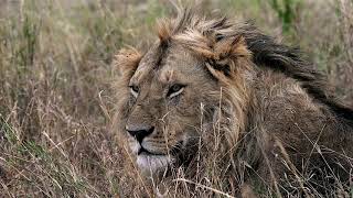 The Serengeti: One of Africa’s Most Sustainable Destinations
