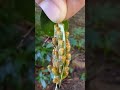 caterpillar freak out 2
