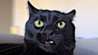 Brainy cats